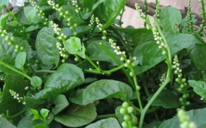 Rau mồng tơi thanh nhiệt