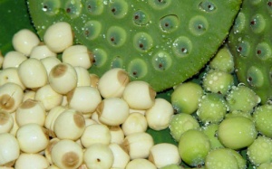 Hạt sen tốt cho ăn kiêng