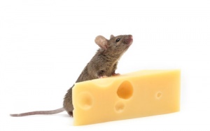 Trì hoãn lão hóa nhờ nguồn máu trẻ