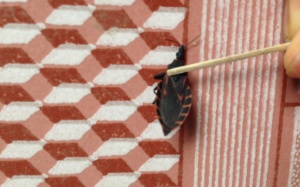 Bọ xít hút máu người  xuất hiện tại Bắc Ninh?