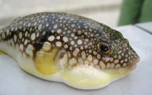 41 loài cá, hải sản có chất độc gây chết người