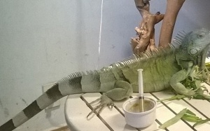 Mốt dắt “quái vật” đi chơi