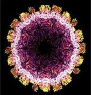 Vì sao Rubella nguy hiểm với thai phụ?