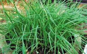 Cây hẹ chữa táo bón