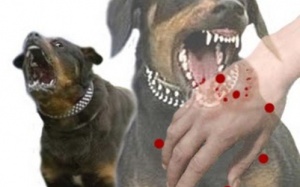 Nghe lời “thầy lang”, chết oan vì dại