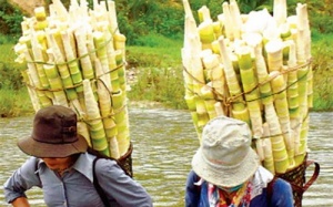 Măng tre nhiều lợi ích cho sức khỏe