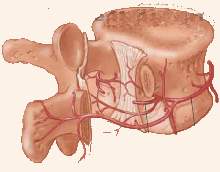 Ðau dây thần kinh liên sườn do đâu?