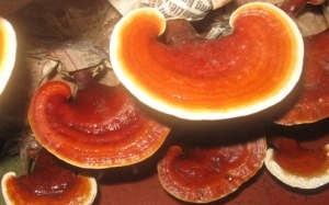 Nấm Linh Chi có thể điều trị ung thư và AIDS?