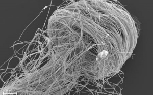 Tìm thấy tinh trùng hóa thạch cổ nhất thế giới