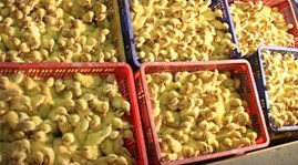 Lạng Sơn thu giữ gần 2.000 con gia cầm giống nhập lậu