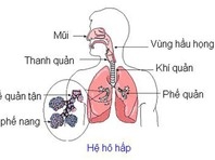 Những bất ngờ về hệ hô hấp