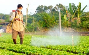 Nhận biết và hạn chế thuốc trừ sâu trong rau quả