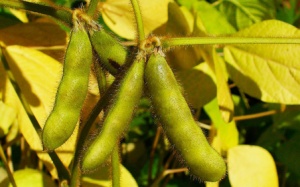 Siêu đậu tương giải quyết khủng hoảng lương thực toàn cầu