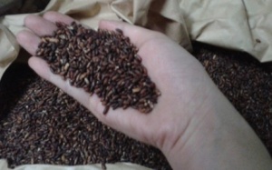 Thực hư chuyện gạo “siêu” tác dụng chữa được ung thư?