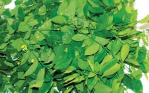 3 tác hại không ngờ của rau ngót cho sức khỏe của bạn