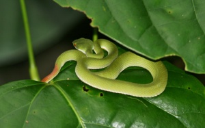 Cứu sống bệnh nhi rối loạn đông máu do rắn độc cắn