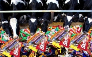 Nuôi bò bằng... kẹo: Sữa béo, thịt mập