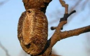 Tang phiêu tiêu - Khỏe như 'đường lang'