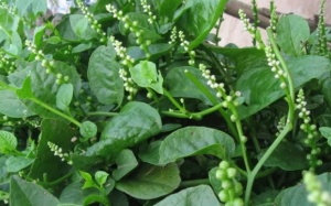 Những bài thuốc tuyệt vời từ rau mồng tơi chữa 9 bệnh hay gặp