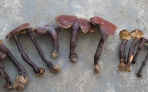 Nhắc nhở quảng cáo về nấm lim xanh sai thực tế