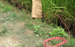 Bẫy chuột, chết người