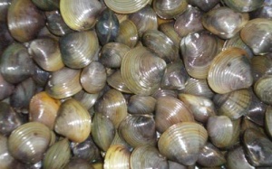 Cá, trai, ốc, hến... từ hồ điều hòa có nguy cơ gây bệnh