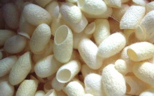 Kén tằm, có thực sự là “thần dược” làm đẹp?