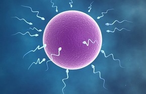 Chất lượng tinh trùng giảm sút vào mùa hè