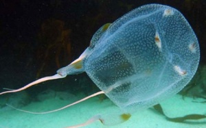 Tắm biển, bé trai bị sưng 'cậu nhỏ' vì sứa