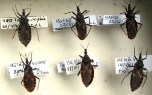 5 khuyến cáo phòng ngừa bọ xít hút máu