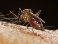 Cả ASEAN cùng chống sốt xuất huyết Dengue