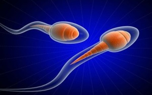 'Bán tinh trùng “trực tiếp” là bậy bạ, thô thiển'