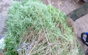 Trồng cần sa trong khu dân cư ở Sài Gòn