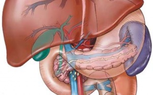 Nguy cơ khó lường từ gan nhiễm mỡ