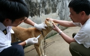 28 người tử vong do chó dại cắn