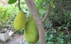 Mít non chín siêu tốc bằng hóa chất Trung Quốc