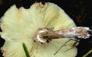 Lần đầu tiên tổ chức giải thưởng “Thương hiệu vàng Thực phẩm Việt Nam”