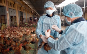Nhóm 6 nước có nguy cơ bùng phát virus cúm gia cầm H7N9