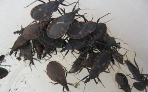 Ngộ độc do ăn bọ xít đen, hơn 20 người phải đi cấp cứu