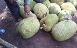 Hàng trăm vựa dùng hóa chất thúc mít non chín nhanh