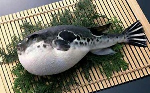 6 người ngộ độc sau khi ăn cá nóc mít