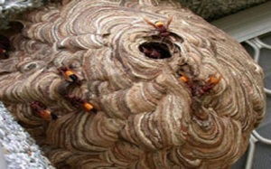 Một người bị ong đốt nguy kịch đến tính mạng