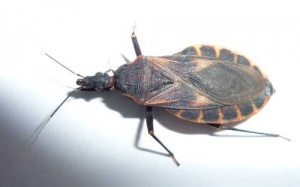 Bọ xít hút máu người gây bệnh gì?