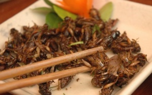 Ăn côn trùng: bổ hay 'bổ chửng'?