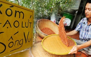 Xóm gạo lứt trị ung thư