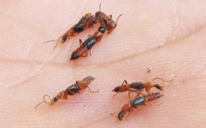 Bọ đậu đen và kiến ba khoang gây lo lắng ở Kon Tum, Bến Tre