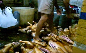 Thịt chó - ăn, bán tràn lan không qua kiểm dịch