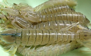 Bề bề rang tỏi, đậm đà vị biển