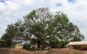 Sự thật về cây xoài 300 tuổi 'chữa bách bệnh’