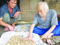 Vị “thần y” chữa được “bách bệnh' từ cây rừng